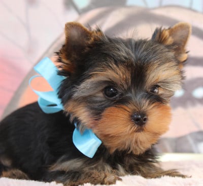 Les chiots de Yorkshire Terrier