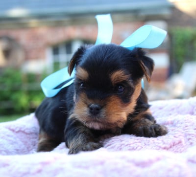 Les chiots de Yorkshire Terrier