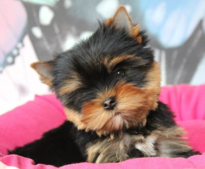 Les chiots de Yorkshire Terrier
