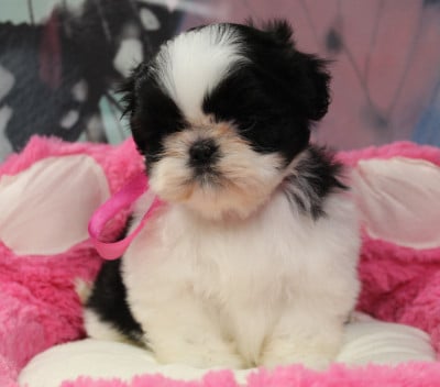 Les chiots de Shih Tzu