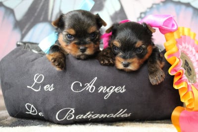 Les chiots de Yorkshire Terrier
