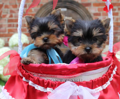 Les chiots de Yorkshire Terrier