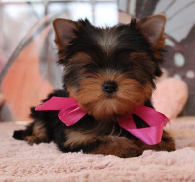 Les chiots de Yorkshire Terrier