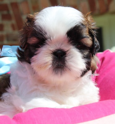 Les chiots de Shih Tzu