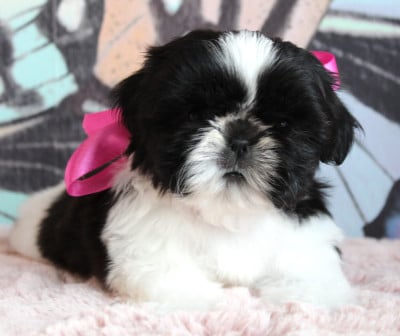 Les chiots de Shih Tzu