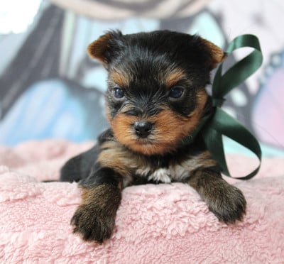 Les chiots de Yorkshire Terrier