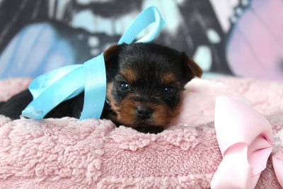 Les chiots de Yorkshire Terrier