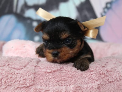 Les chiots de Yorkshire Terrier
