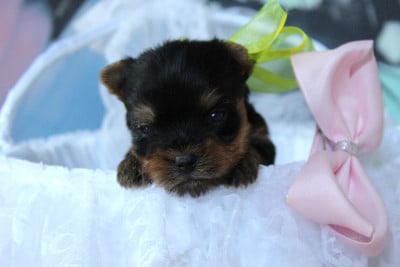 Les chiots de Yorkshire Terrier