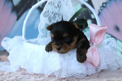 Les chiots de Yorkshire Terrier