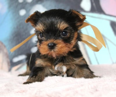 Les chiots de Yorkshire Terrier