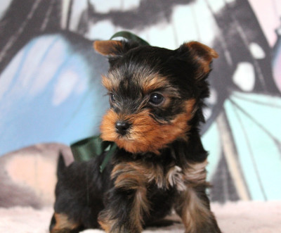 Les chiots de Yorkshire Terrier