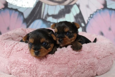 Yorkshire Terrier