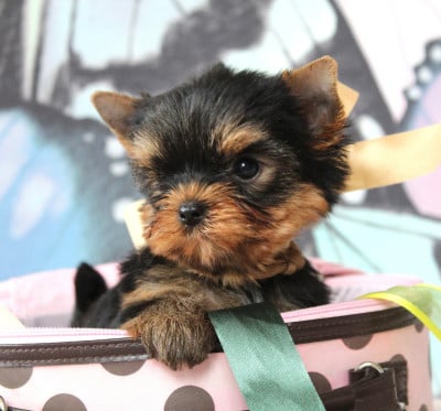 Les chiots de Yorkshire Terrier