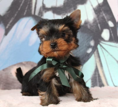 Les chiots de Yorkshire Terrier