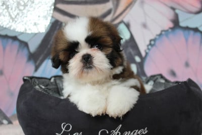 Les chiots de Shih Tzu