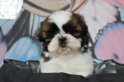 Les chiots de Shih Tzu