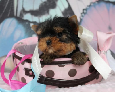 Les chiots de Yorkshire Terrier