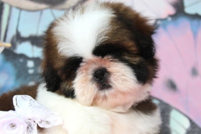 Les chiots de Shih Tzu