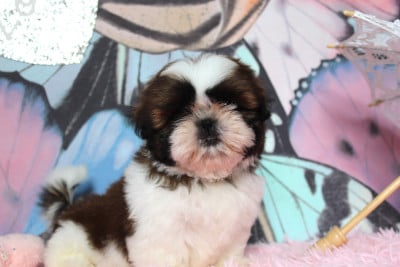 Les chiots de Shih Tzu