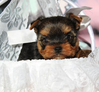 Les chiots de Yorkshire Terrier
