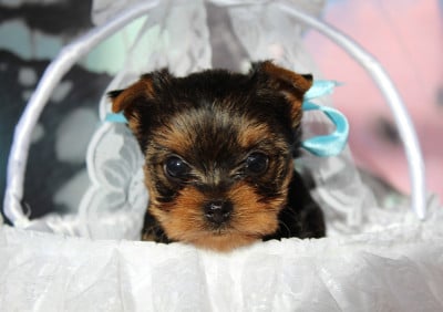 Les chiots de Yorkshire Terrier