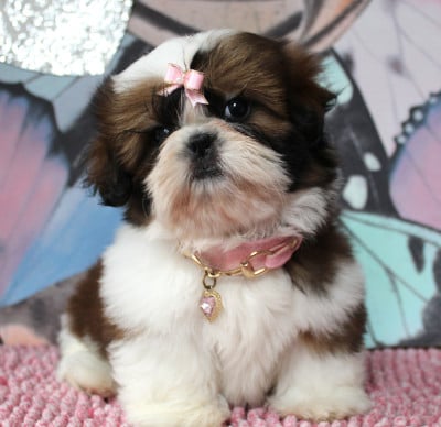 Les chiots de Shih Tzu