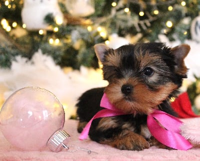 Les chiots de Yorkshire Terrier