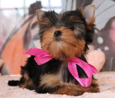 Les chiots de Yorkshire Terrier
