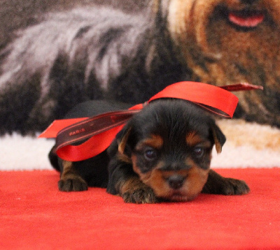 Les chiots de Yorkshire Terrier