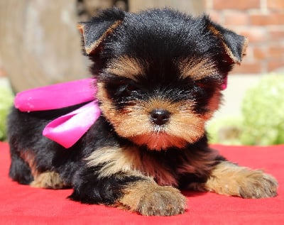 Les chiots de Yorkshire Terrier