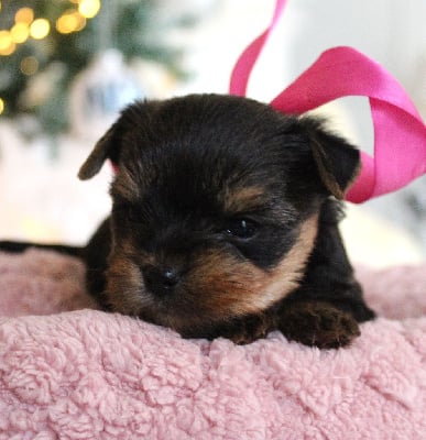 Les chiots de Yorkshire Terrier