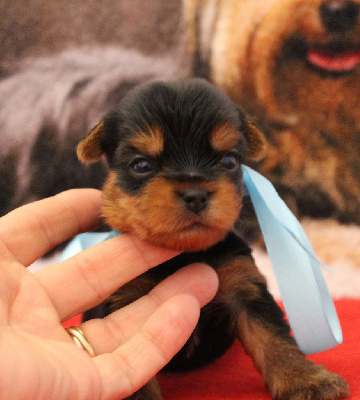 Les chiots de Yorkshire Terrier