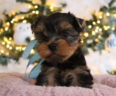 Les chiots de Yorkshire Terrier