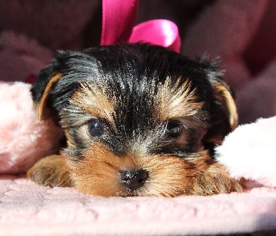 Les chiots de Yorkshire Terrier
