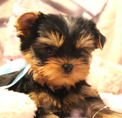 Les chiots de Yorkshire Terrier