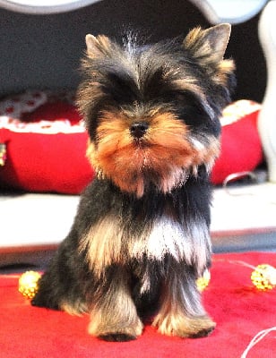 Les chiots de Yorkshire Terrier