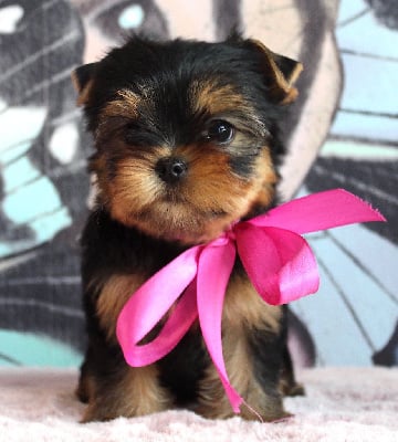 Les chiots de Yorkshire Terrier