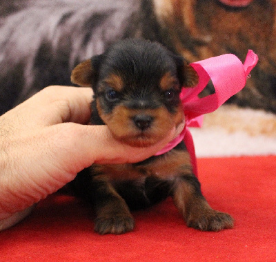 Les chiots de Yorkshire Terrier