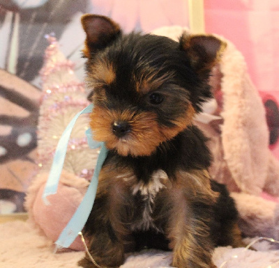 Les chiots de Yorkshire Terrier