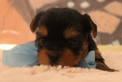 Les chiots de Yorkshire Terrier