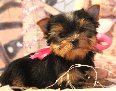 Les chiots de Yorkshire Terrier