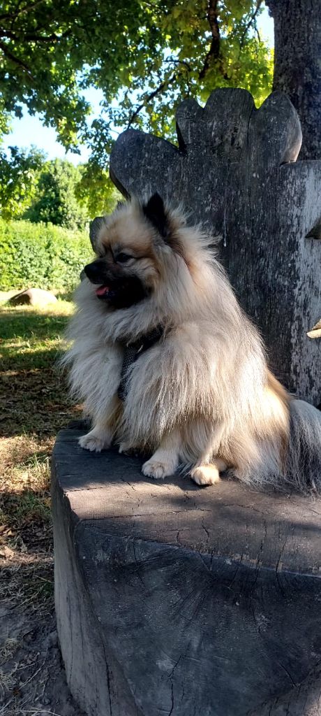 True love drogon dit tao De Chantrsarre