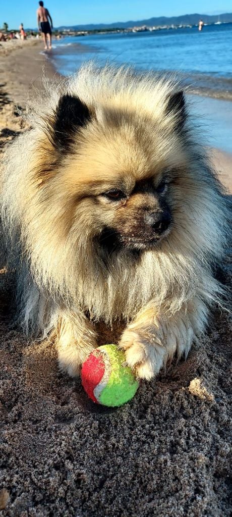 True love drogon dit tao De Chantrsarre