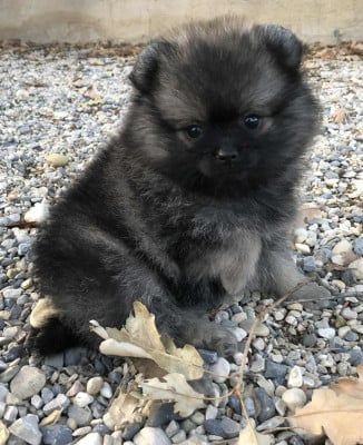 Les chiots de Spitz allemand