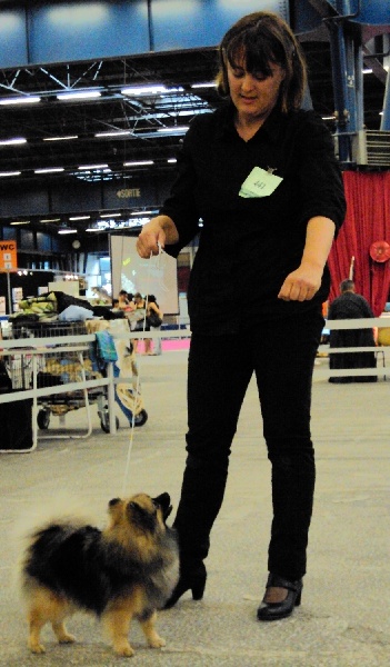 CH. Feya De Chantrsarre - 1ière Excellent-CACS-Meilleur de Race(classe ouverte petit spitz gris-loup)