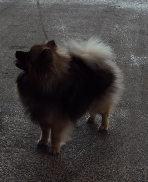 CH. Feya De Chantrsarre - 1ère excellent, CACS-RCACIB(classe ouverte petit spitz)