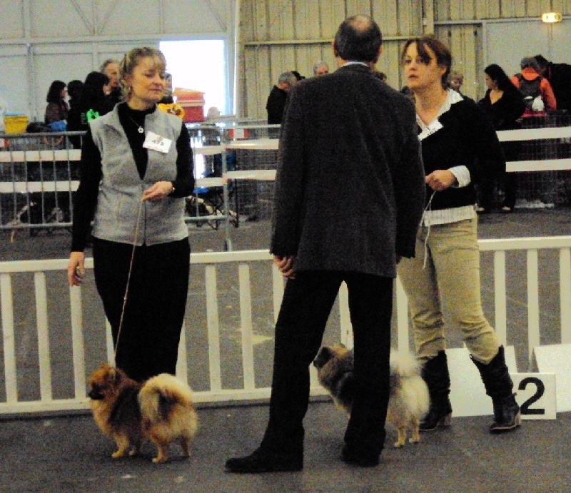 CH. Feya De Chantrsarre - ère excellent-CACS et R.CACIB