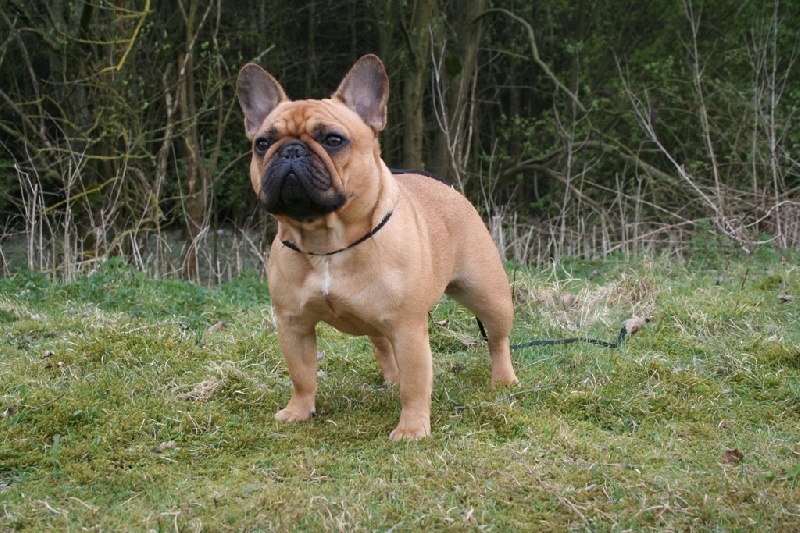 Publication : Maison de Principaute