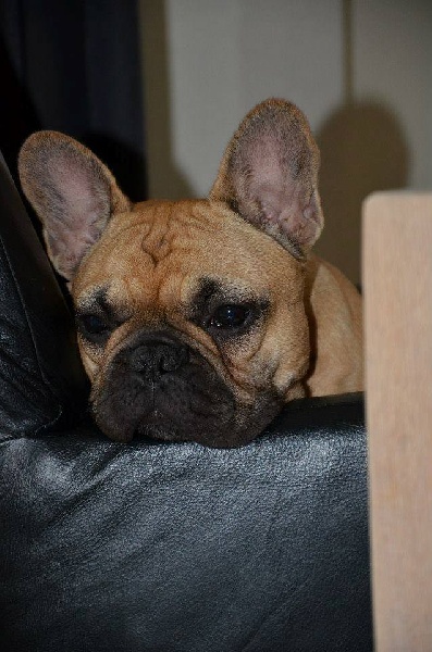 Publication : Maison de Principaute